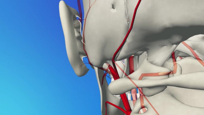 枕动脉3D动画/人体三维动画