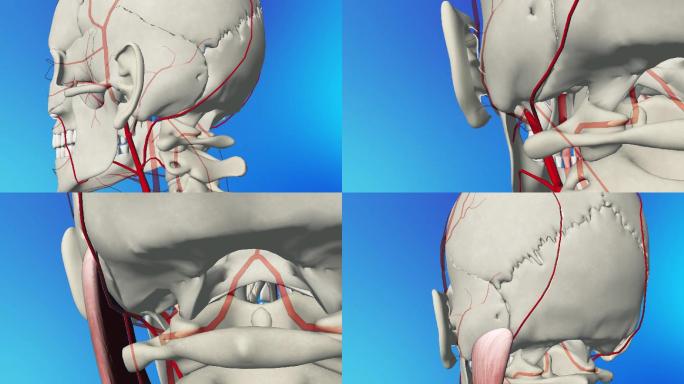 枕动脉3D动画/人体三维动画