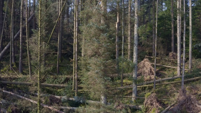 高角度视图，显示风暴对树木的损害
