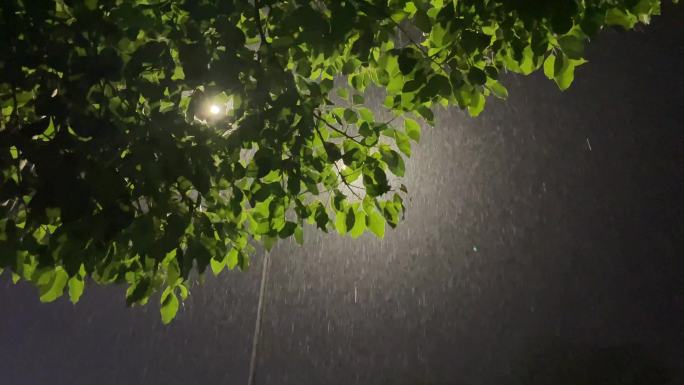 夜晚路灯灯光树木树叶大雨暴雨雨夜晚上春雨