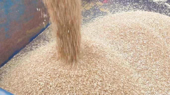 小麦丰收  收割小麦  三农