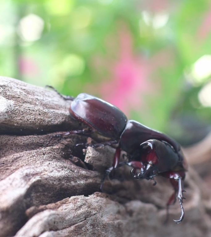 雄性犀牛甲虫用角来压制对手，使其失去平衡，并用力量恐吓对手。
