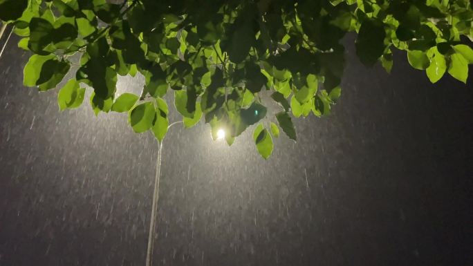 雨夜大雨暴雨树木树叶路灯灯光江南春天春雨