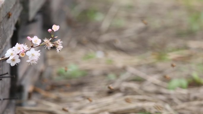 春天樱花蜂箱蜜蜂采蜜特写原素材