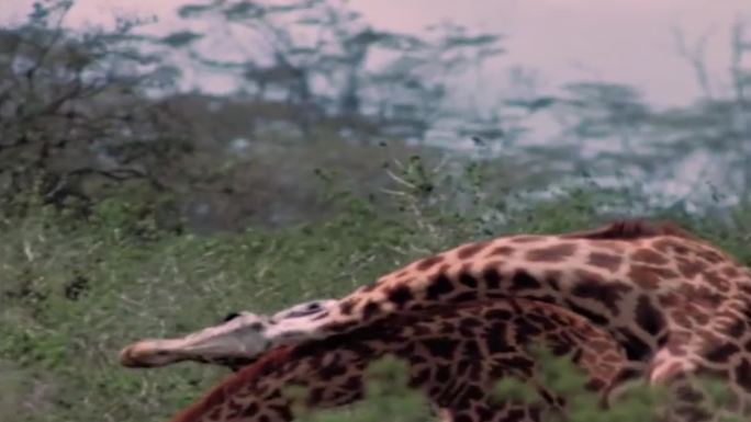 60年代非洲草原上的长颈鹿