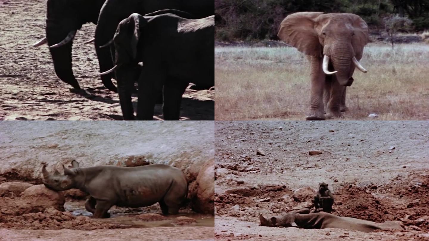 80年代大象找水喝犀牛