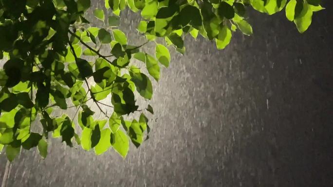 晚上大雨雨夜暴雨路灯灯光绿叶树叶春雨