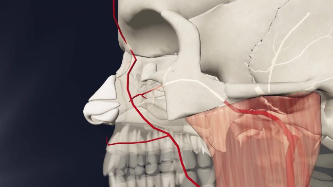 面动脉3D动画/人体三维动画