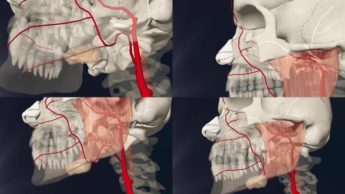 面动脉3D动画/人体三维动画