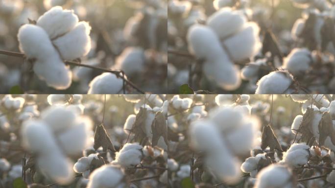 栽培棉铃4K视频棉花新疆棉花棉材料