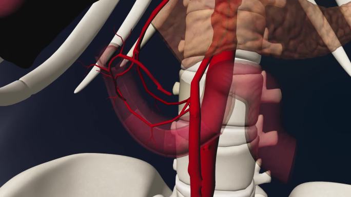 胰十二指肠下动脉3D动画