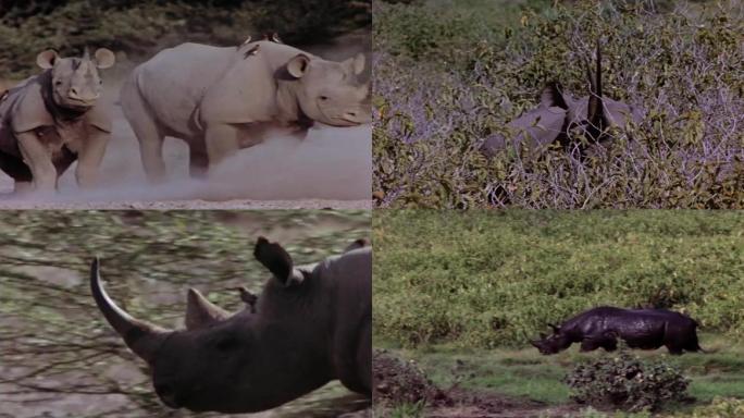 70年代非洲草原上的犀牛