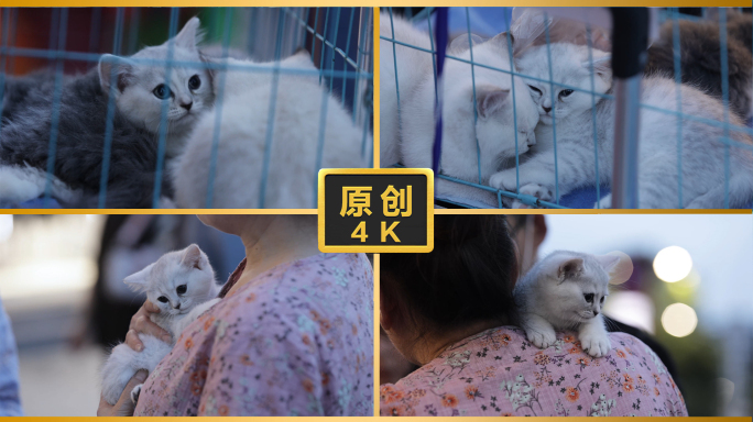 笼子里的猫街上卖猫爱猫人士动物保护撸猫