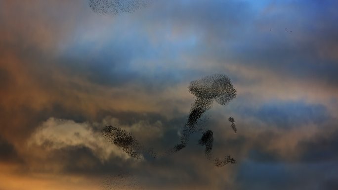 椋鸟在黄昏时分以独特的成群和编队飞行