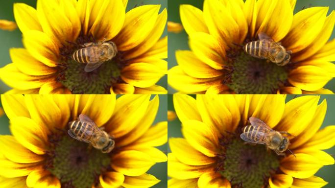 蜜蜂采蜜 向日葵花