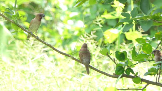 自然界中栖息在树上的鳞胸文鸟。