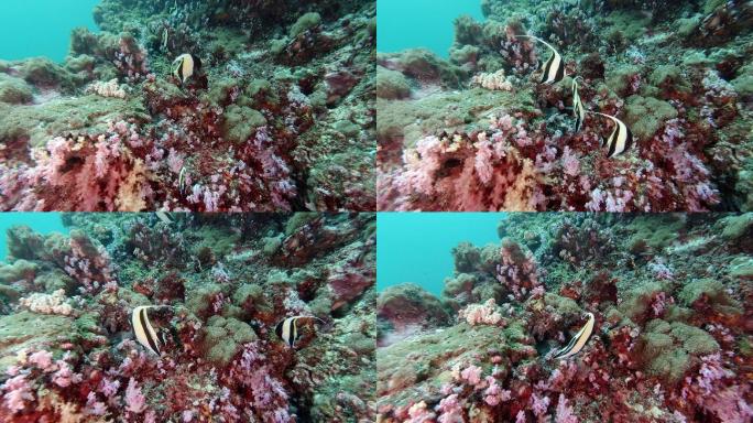 含有摩尔偶像的充满活力的水下珊瑚礁（Zanclus cornutus）