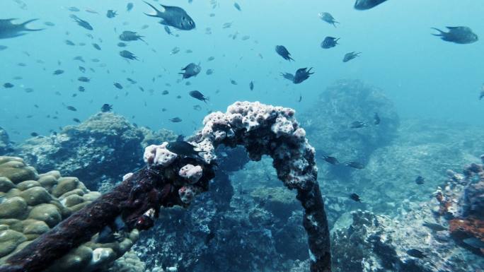 克服自然污染的幽灵网水下珊瑚