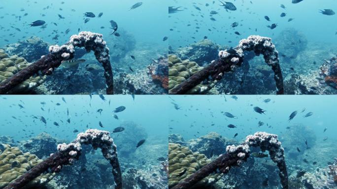 克服自然污染的幽灵网水下珊瑚