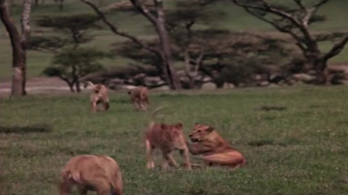 70年代动物园的狮子
