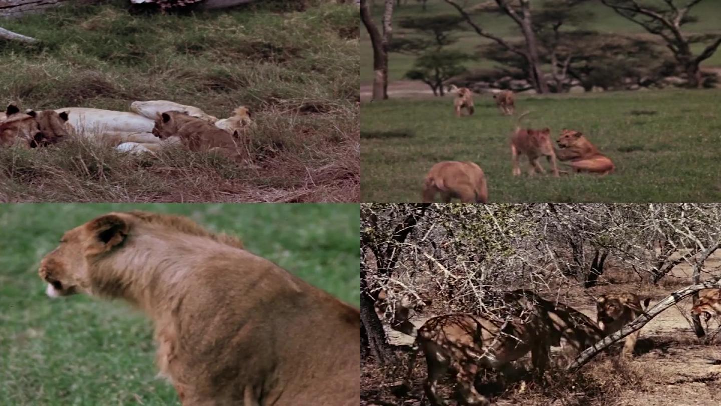 70年代动物园的狮子