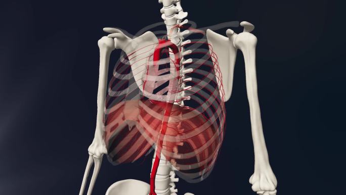 胸主动脉3D动画/人体三维动画