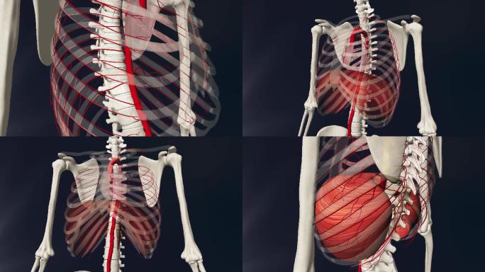 胸主动脉3D动画/人体三维动画
