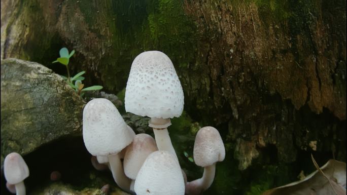 野生菌菇生长延时