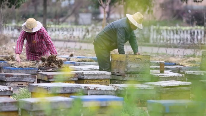 春天田野油菜花夫妻养蜂人蜂箱蜜蜂蜂蜜中华