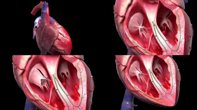 心的血液循环3D动画/人体三维动画2