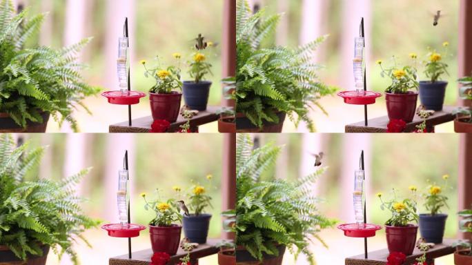 春天，蜂鸟在喂食器旁。