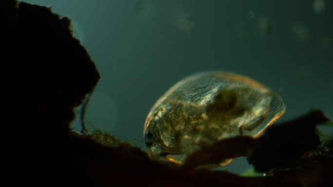 水蚤的显微镜观察动物世界蜘蛛网大自然