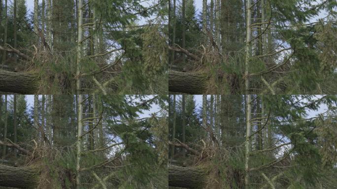 风暴毁坏了苏格兰商业森林中的树木