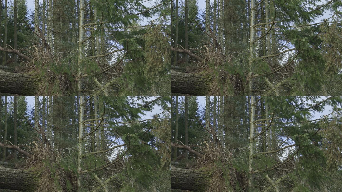 风暴毁坏了苏格兰商业森林中的树木