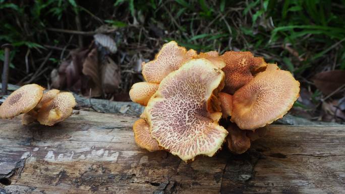 原木上的蘑菇菌菇菇子