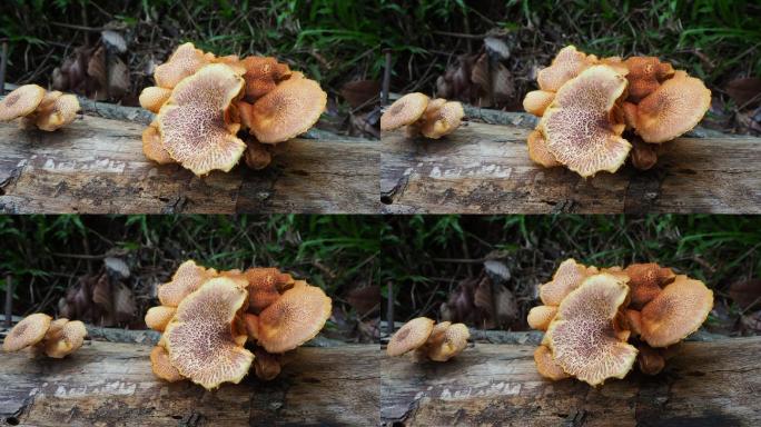 原木上的蘑菇菌菇菇子