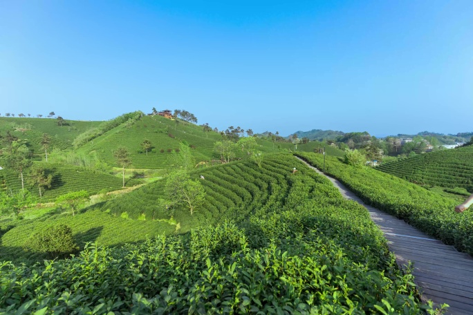 4K延时信阳茶山旅游