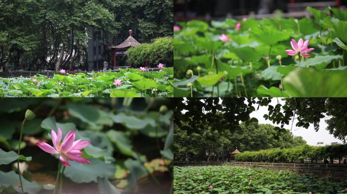 荷塘荷花池塘荷叶蝉鸣夏季意境风景C016