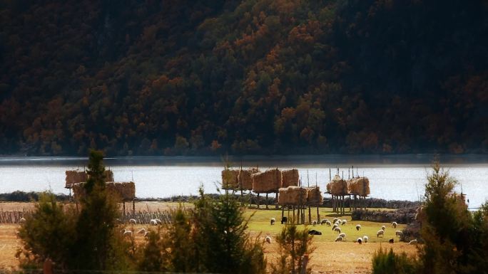 牧区草垛视频秋季青藏高原湖畔牧民草垛