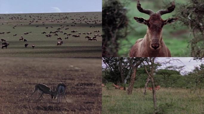 60年代非洲草原动物