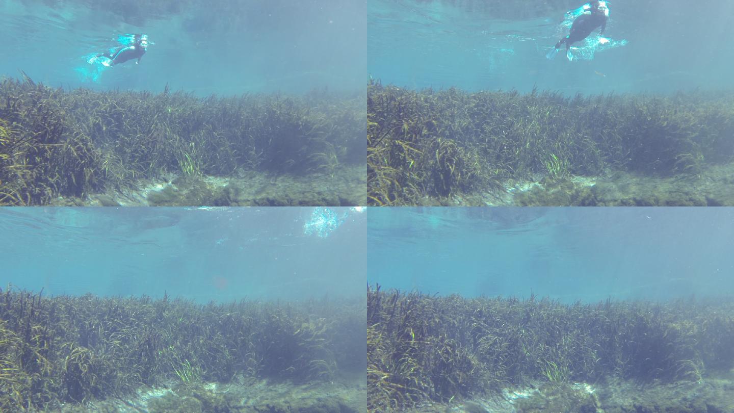 穿着潜水服的浮潜者在春天流出的淡水中飘荡的带状草地上游泳