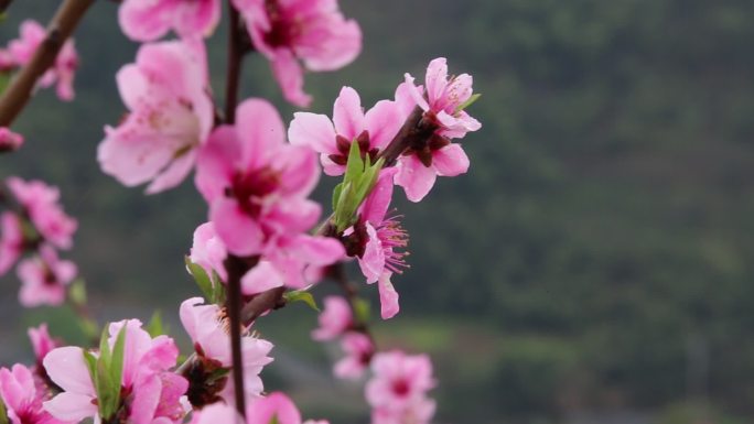 江南春天雨天桃花特写原素材