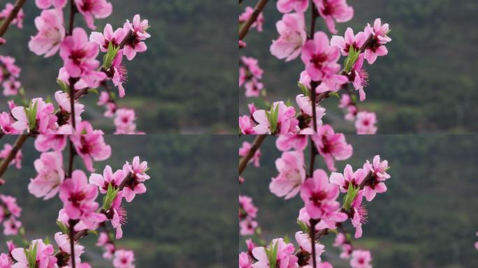 江南春天雨天桃花特写原素材