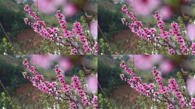 江南雨天春天桃花特写实拍原素材