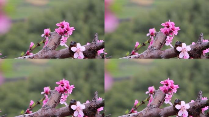 江南春天雨天下雨桃花特写原素材