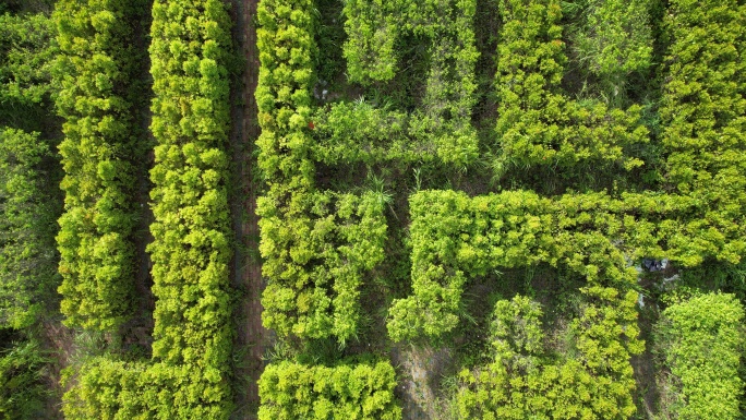 【正版素材】植物迷宫