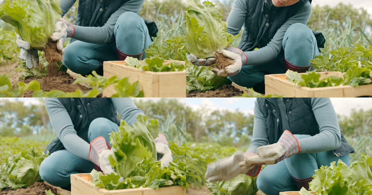 一名年轻女子在农场收割莴苣的4k视频片段