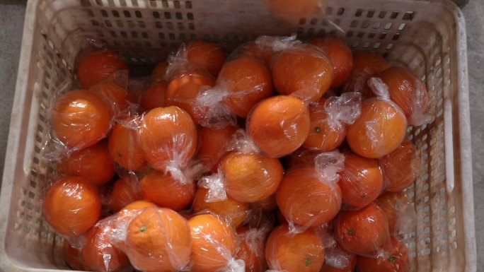 新鲜的水果脐橙在工厂打包