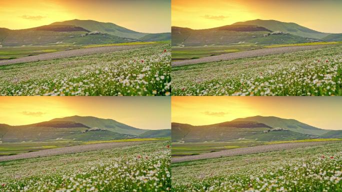 远景：意大利翁布里亚卡斯特卢西奥，日落时风景秀丽的山谷中的野花