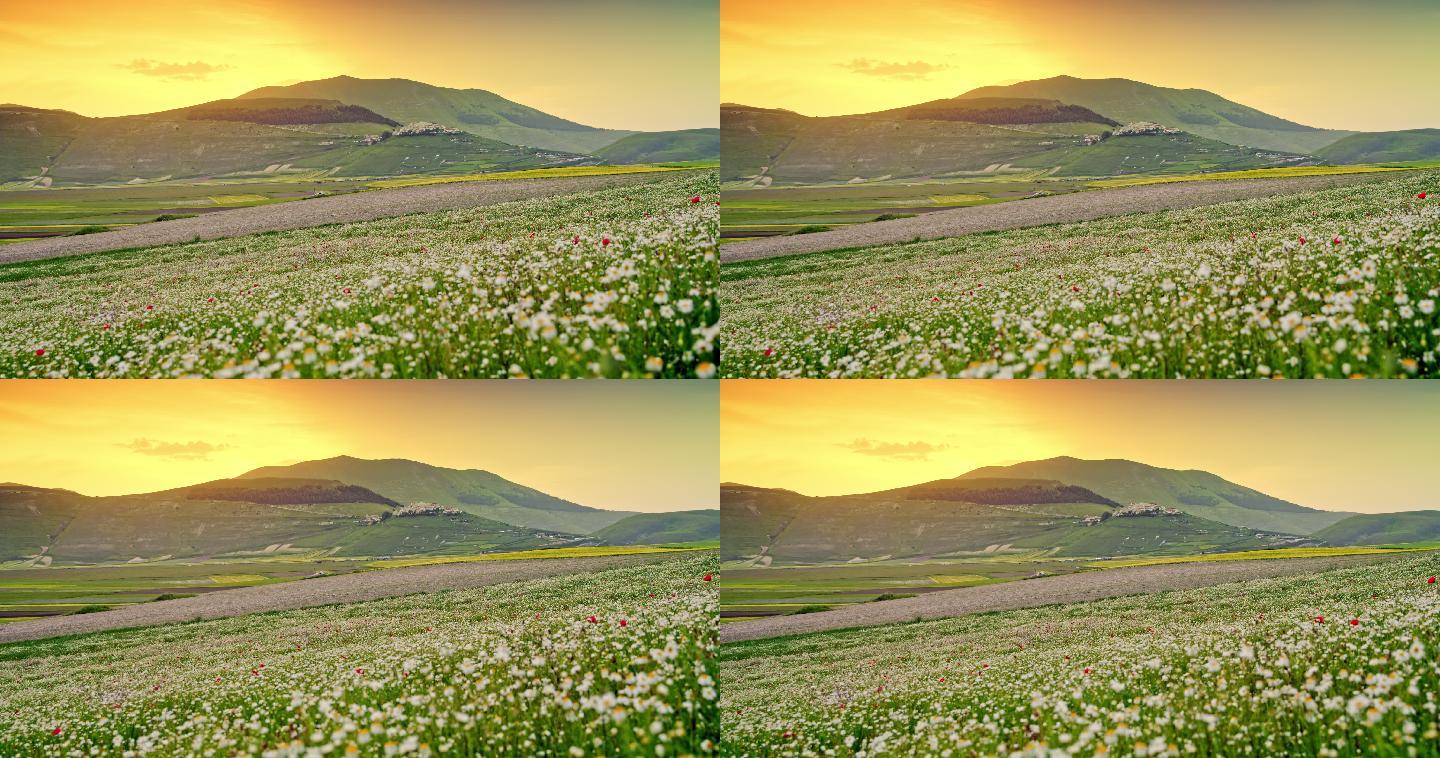 远景：意大利翁布里亚卡斯特卢西奥，日落时风景秀丽的山谷中的野花